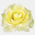 Yellow/Lt. Green Edge (W625-35)