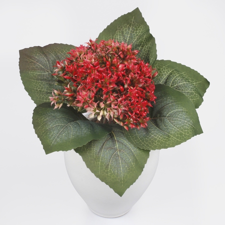 Hydrangea