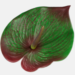 Green/Red (W589-06)