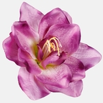 Cream/Purple (W613-13)