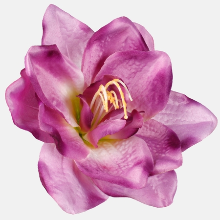 Satin amaryllis