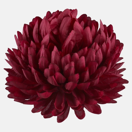 Chrysanthemum