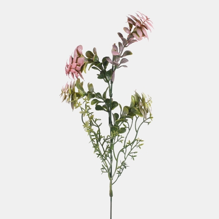 Spurge