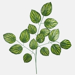 T.T. Green (F230-01)
