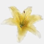 Yellow (W197-14)