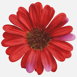 Dk. Red (W706-10)