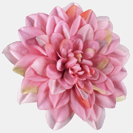 Dahlia XL