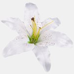 White (W197-02)