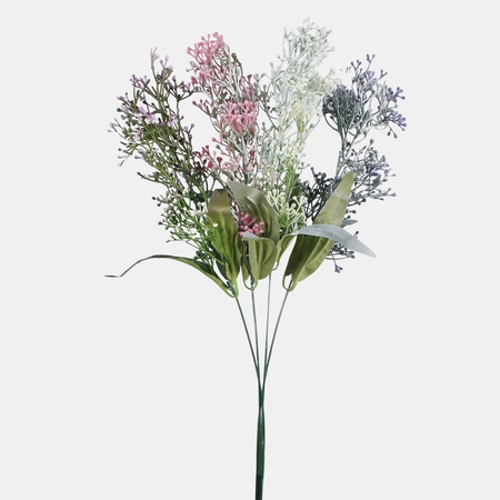 Gypsophila