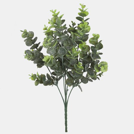Eucalyptus