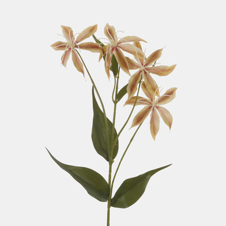 Gloriosa x 4