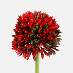 Red (A274K-02)