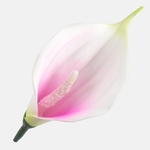 Pink (W731-09)