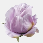 Autumn Lilac (W732-07)