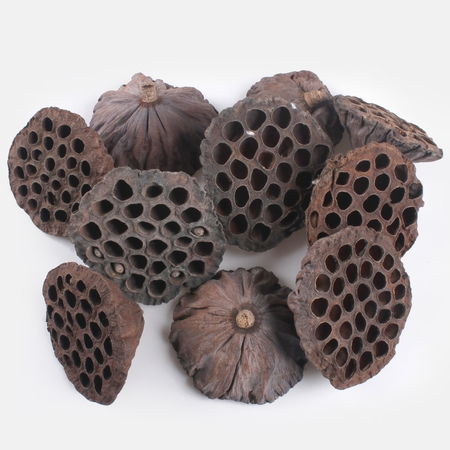 Lotus extra large x 10 pcs