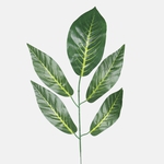 Dk. Green (F161F-01)