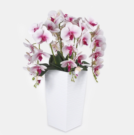Composition with an orchid