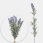 Violet (A801-01)