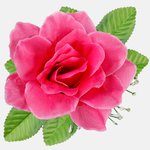 Dk. Pink (W486P-08)