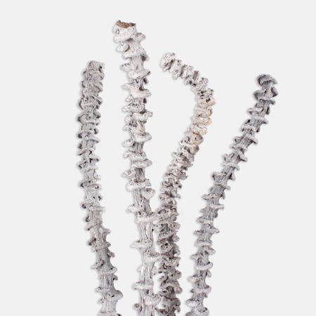 Banana Stem Bleached
