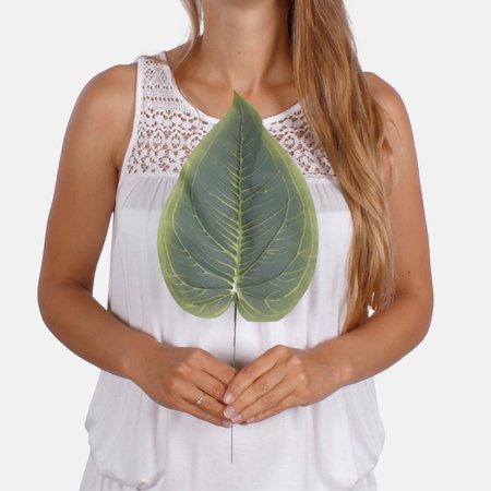 Hosta leaf