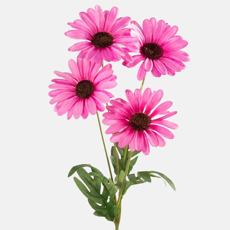 Cosmos x 4