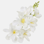 Cream (W677-17)