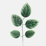 Green/Lt. Green Edge (F208-01)
