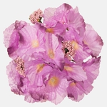 Lt. Pink/Purple Edge (W696-18)