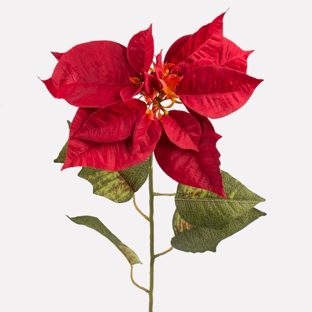 Poinsettia