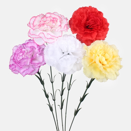Carnation