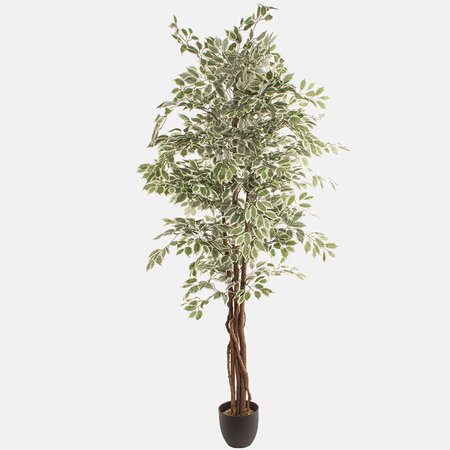 Ficus 2.20 m
