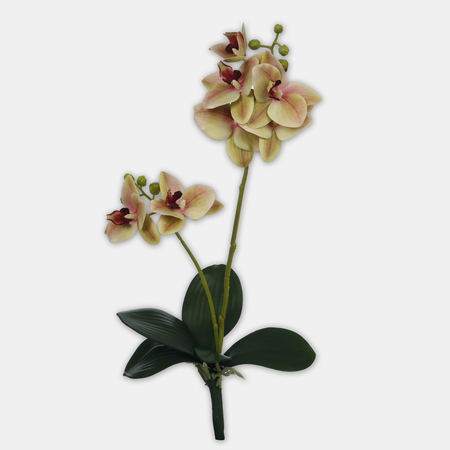 Orchid