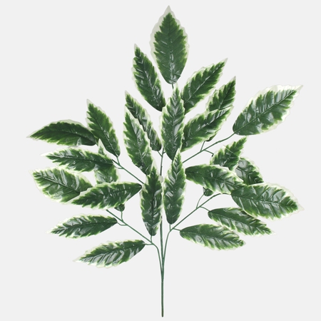 Cornus alba