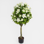 Cream (D113-01)