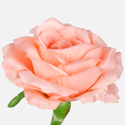 Rose W708