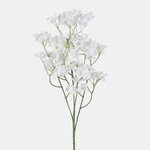 White (L859-01)