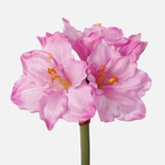 Lilac (L748-02)