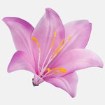 Pink (W374-22)