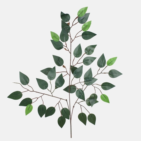Ficus spray