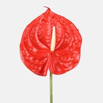 Red (L861-01)