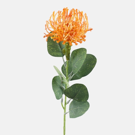 Pincushion Protea
