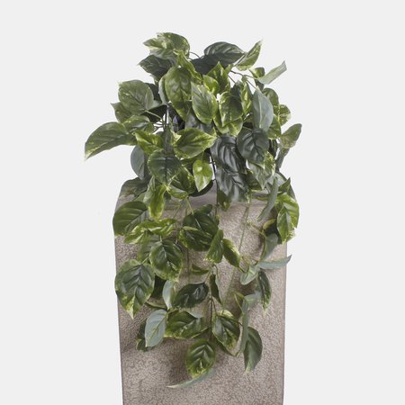 Pothos