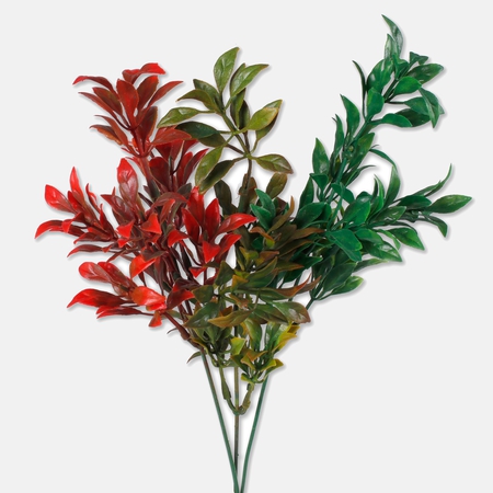 Ruscus