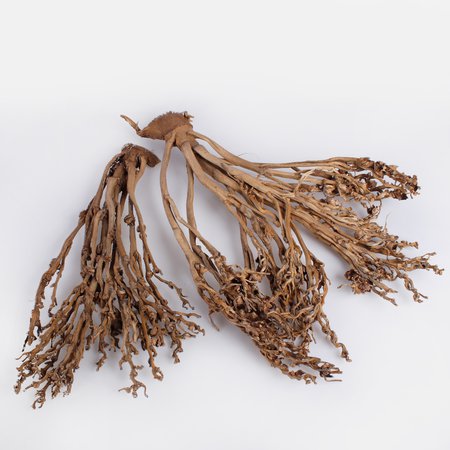 Palm Fan Twig x 2 pcs.