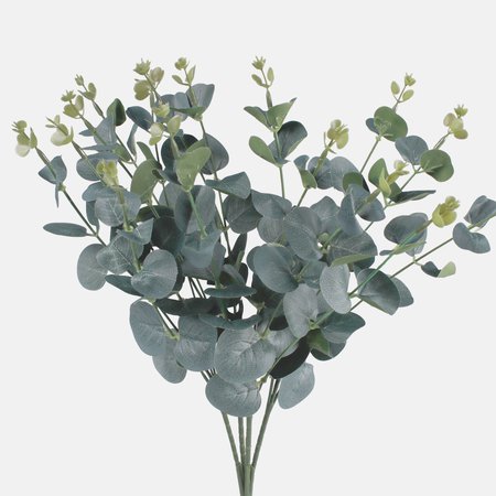 Eucalyptus