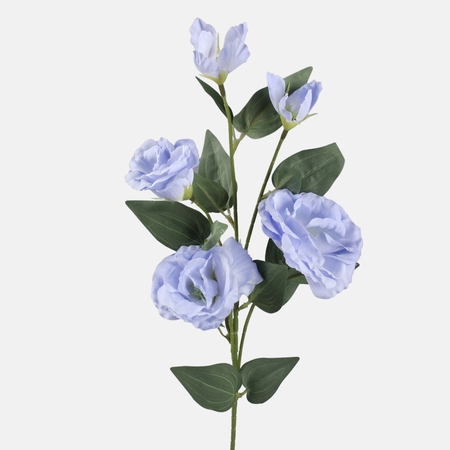 Lisianthus