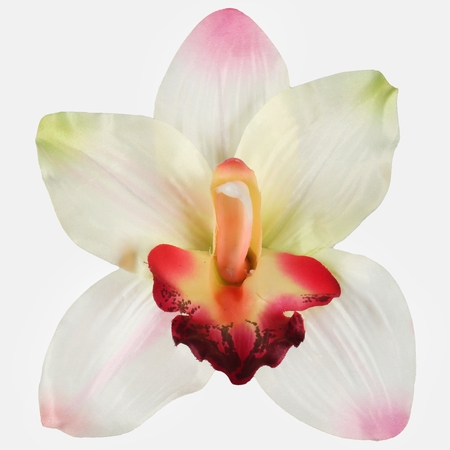 Orchid