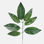 Dk. Green (F217-01)