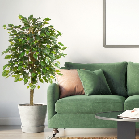 Ficus 1.20 m
